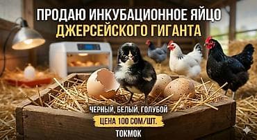 купить орла птицу: Продаю | Инкубационные яйца | Для разведения — 1