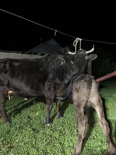 арашан ко: Сатам | Уй (ургаачы) | Сүт алуу үчүн | Байланган — 8