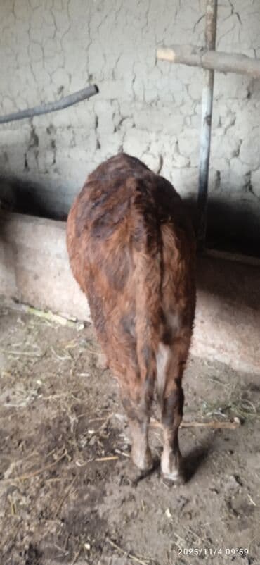 дом для животных: Сатам | Музоо | Бордоп семиртүү үчүн | Байланган — 4