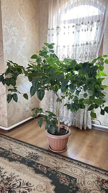 СРОЧНО 🌿 Большой гибискус (китайская роза) – 150см Продается красивый