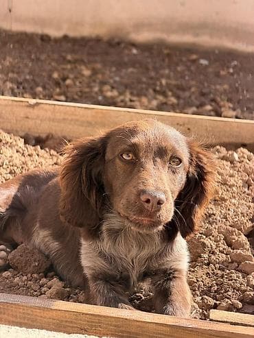 Отдам даром собаку: Щенок Русский Спаниель 5 месяцев — 2