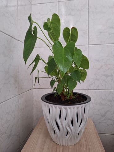 растения для аквариума: Комнатное растение цветы,цветок, горшок мужское счастье — 2