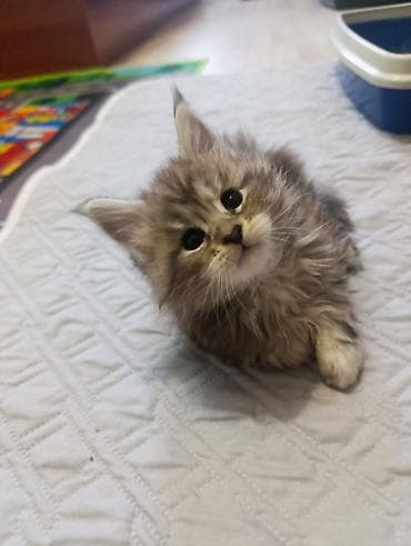 Продажа кошек: Пушистые котята породы мейн-кун. Описание: - Крупная порода с мощным — 2