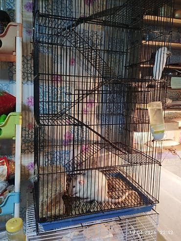 клетка для перепелка: Продам крыс (2 самца) с клетками Две крысы: белый и серый. Серый — 2