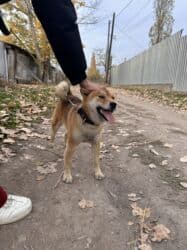 бойцовская собака: Сиба-ину, 1 год, Самец, С прививкой — 3