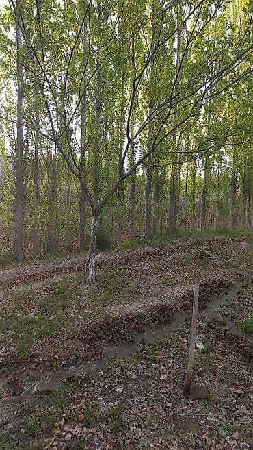 Баткенде 200 даана терек сатылат at lalafo.kg Баткенде 200 даана терек сатылат