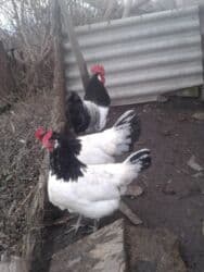 где купить инкубационное яйцо породистых кур: Лакефельдер — 2