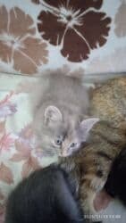 кошка город ош: Котята в добрые и ответственые руки. Кушают домашнюю еду. Кашку — 9