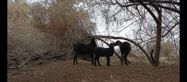 купить калифорнийского червя: Продаю | Овца (самка) | Для разведения — 1