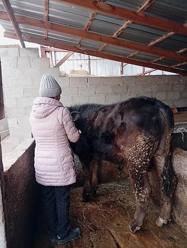 лимузин бычок: Продаю | Бык (самец) | Голштин | На откорм, На забой, Для разведения — 3