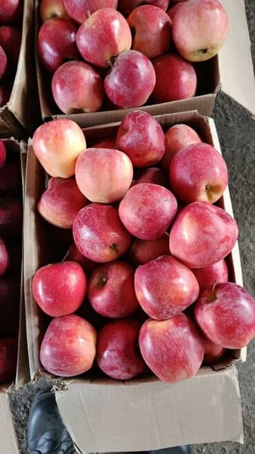 Продуктовый магазинге жардамчы кыз келиндер керек.пишпеке акчасын