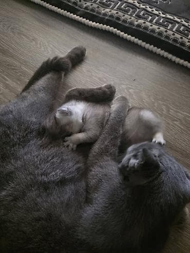 Шотландские котята (короткошёрстные/вислоухие по типу помёта) -