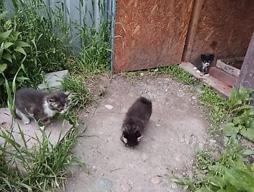 чипу: Кошка даром: Сибирская, 1 месяц, Девочка — 3