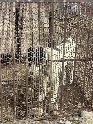 кыргыз и собака: Щенок мальчик алабая, 6 месяцев, прошу 1000сом — 4