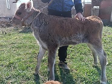 сары булун: Сатам | Кунаажын | Аргын | Бордоп семиртүү үчүн | Жасалма уруктандырылган — 1