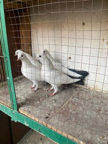 попугай неразлучник купить: Белые голуби (несколько особей) - Окрас: чисто белый с тёмными — 1