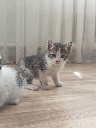 пародистый кошка: Отдам котят добрые руки — 5