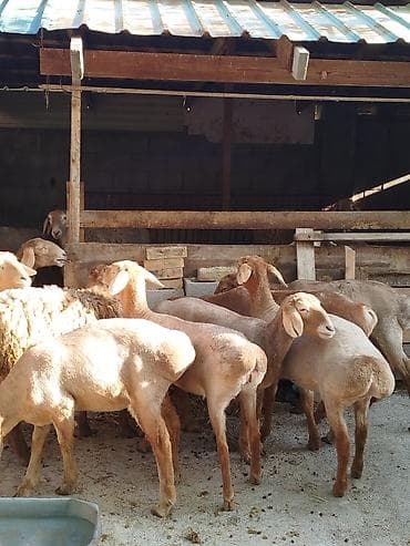 грызуны домашние: Продаю | Овца (самка) | Для разведения | Племенные — 1