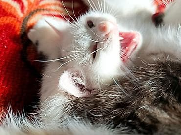 продаю котенка: Као-мани, 2 месяца, Мальчик, Белый, Приучена к лотку, Проглистована, С документами — 4