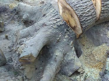 слом дома и вывоз мусора цена: Пилю деревья, дрова, корчевание пней, кустарников, расчистка — 2