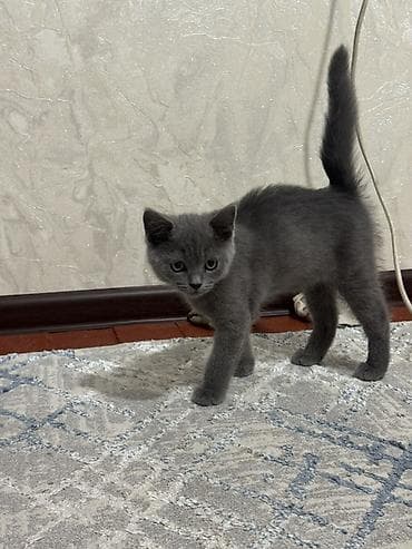 Чистокровный Британец, окрас сплошной серый (blue). 3 — 3