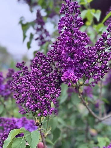 фото 3 на 4: Продаю сирень крупную, яркую, по 100 сом ветка — 3