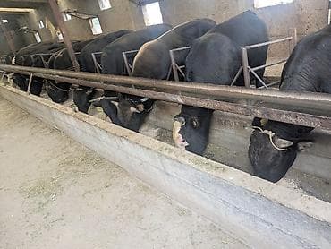 Продаю | Бык (самец) | На откорм at lalafo.kg Продаю | Бык (самец) | На откорм
