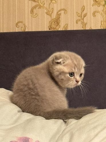 кошка породы мейн кун: Шотландские котята (скоттиш-фолд и скоттиш-страйт) - Порода — 7