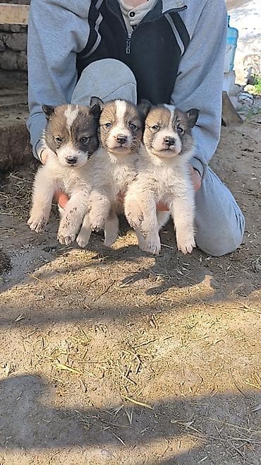 пропала собака хаски: Щенки от северных ездовых собак (похожие на лайку/хаски) Описание: - — 5
