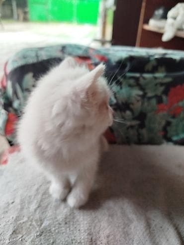 котята балыкчы: Беспородная, 2 месяца, Девочка, Белый, Проглистована — 3
