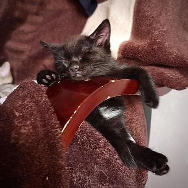 черный котенок: Кошка даром: Беспородная, 3 месяца, Мальчик, Приучена к лотку — 3