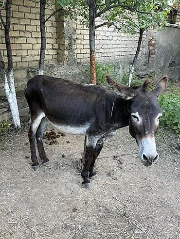 мальки рыб: Ослы (взрослая особь и жеребёнок) Ургачылар Описание: - Домашние ослы — 1