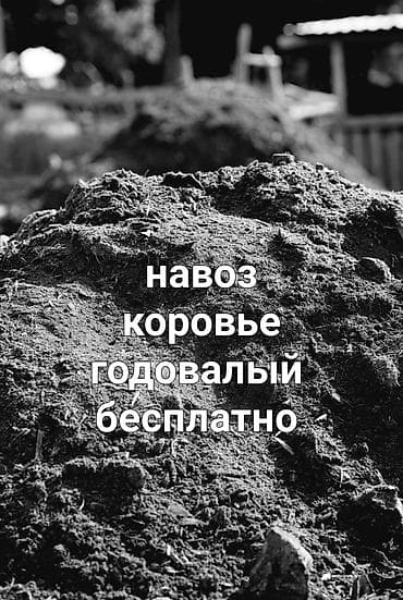 Навоз коровий, выдержанный 1 год — бесплатно. - Натуральное