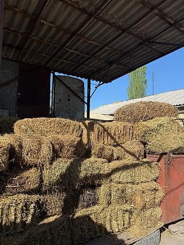 Клевер прошлогодний. Большие тюки at lalafo.kg Клевер прошлогодний. Большие тюки