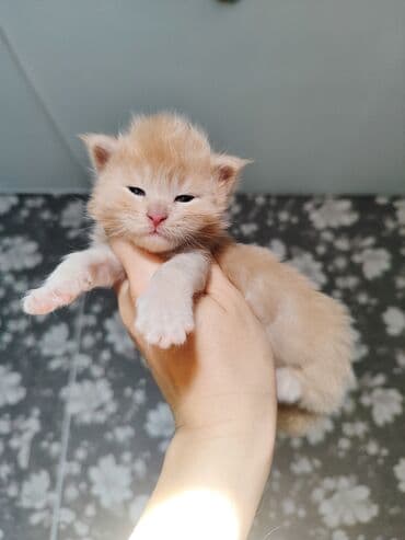 вислоухие котята фото цена: 🥳🥳🥳Открыто бронирование Элитных котята Мейн-куны чистокровные импорта — 2