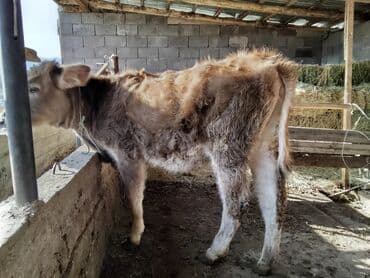 племенные коровы молочные купить: Продаю | Тёлка | Полукровка | Для разведения — 5