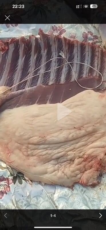 продам домик для кошки: Продаю | Жеребец | Рабочий — 8