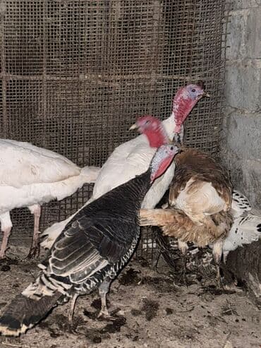 домик для котенка: Сатам | Короздор, Тооктор — 1