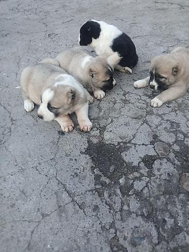 Услуги ветеринара: Щенки Алабай Две большие по 8000 остальные по 6000?рас: палевый с — 4