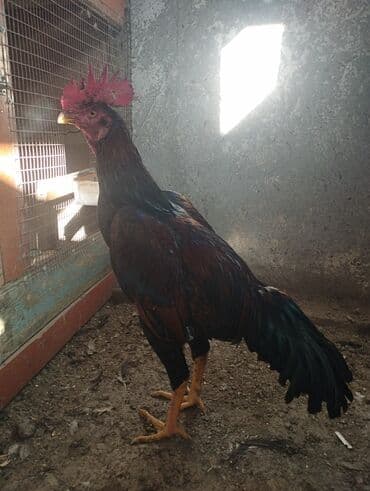 отдам собаку в добрые руки: Продаю | Петух | Бойцовая | Для разведения — 1