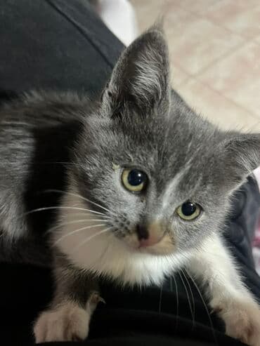 кот шотландский вислоухий цена: Беспородная, 2 месяца, Девочка, Биколор, Приучена к лотку, Проглистована — 3