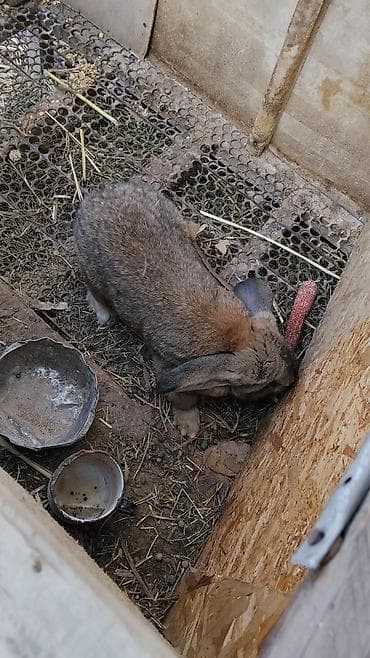 Продаю | Кролик самец | Для разведения