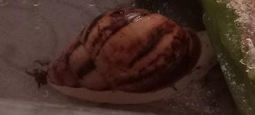 Африканские гигантские улитки Archachatina marginata suturalis — морфы