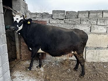 Продаю | Корова (самка) | Для молока | Привязанные