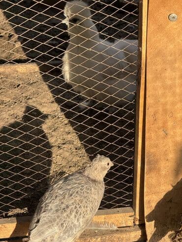 продажа кормов для сельскохозяйственных животных: Продам семейку фазанов — 3