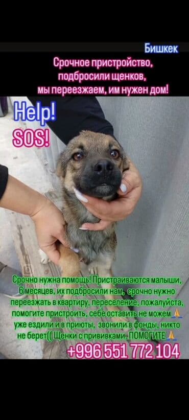 овчарка кара балта: Отдается собака в добрые руки. Описание: - Метис средних размеров — 8