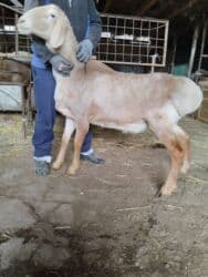 в связи с переездом отдам попугая жако в добрые руки: Другие животные — 4