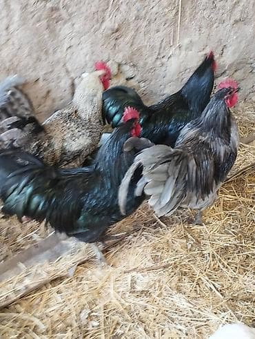 короз гул: Сатам | Короздор | Көбөйтүү үчүн — 7