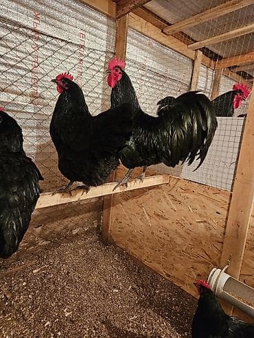 Зоотовары: Продаю | Куры | Для разведения — 6