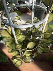 диффенбахия купить: Продаю в ассортименте цветы из личной коллекции. Все взрослые, мощная — 7